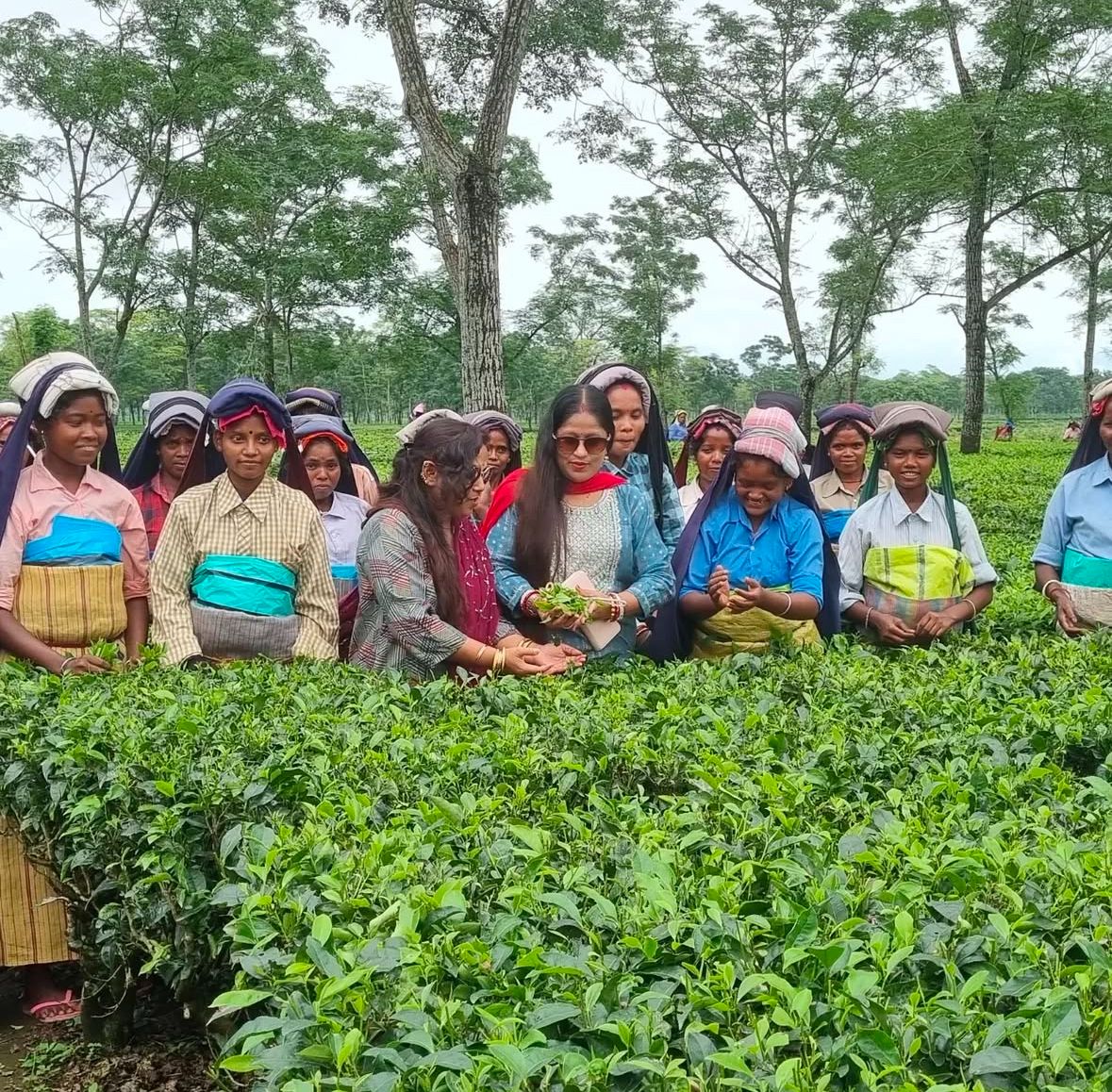 Huldibari Tea Estate Overview