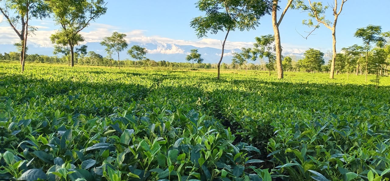 Tea Garden