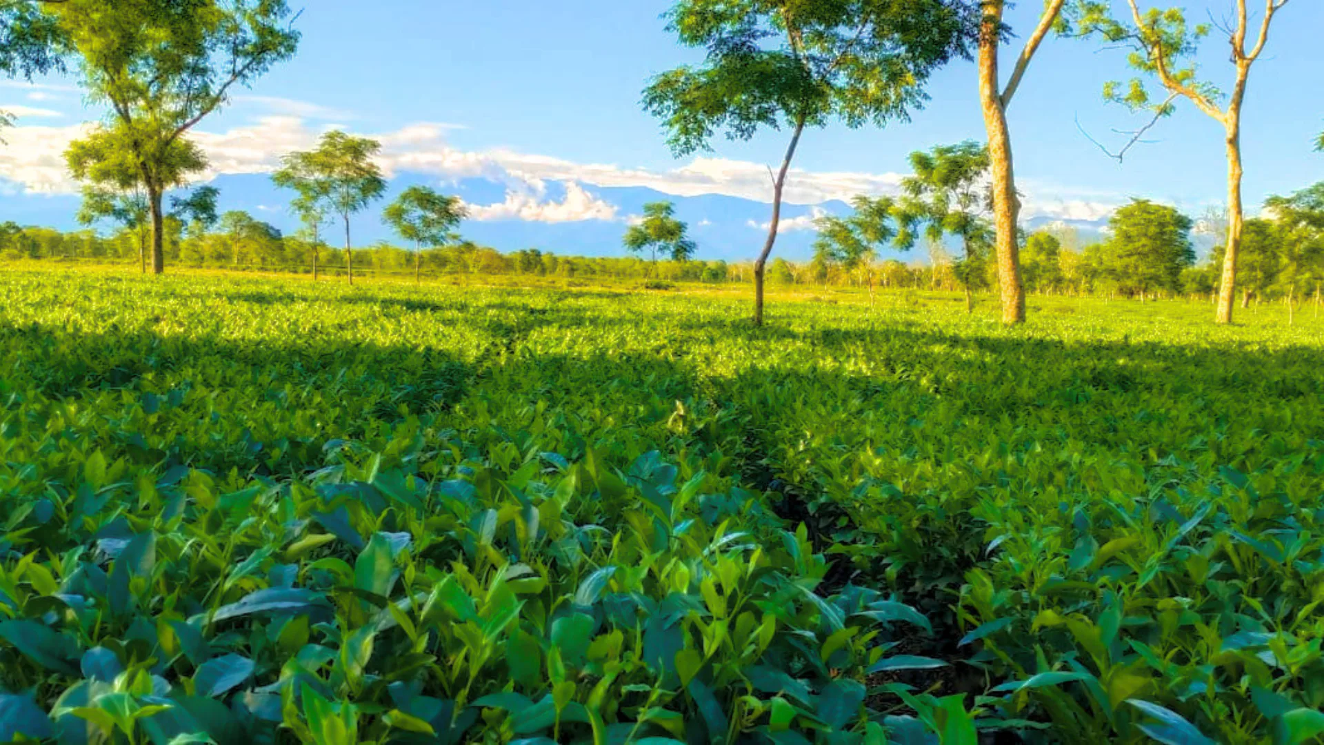 Huldibari Tea Estate